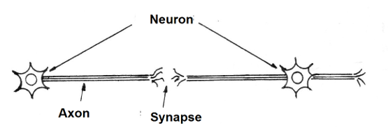 Figure 1 - The synapse
Figure 1 - The synapse