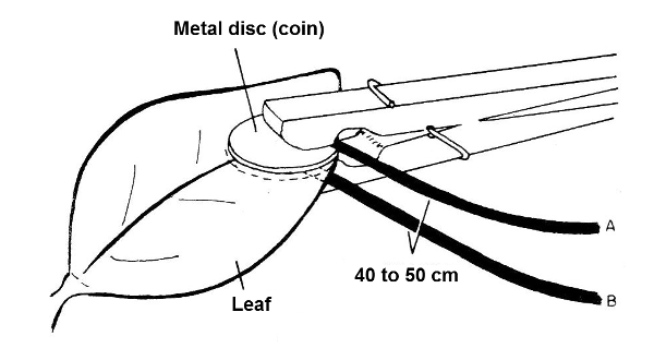 Figure 13 - Experiment with plants
Figure 13 - Experiment with plants