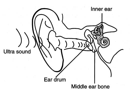 Figure 3 – The sounds inside your ear
Figure 3 – The sounds inside your ear