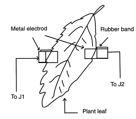Figure 6 – Placing the electrodes in a plant
Figure 6 – Placing the electrodes in a plant