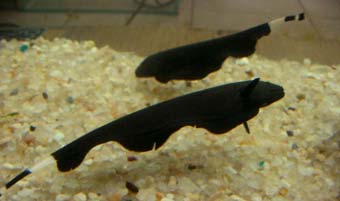 Figure 1 – The electric fish Black Ghost
Figure 1 – The electric fish Black Ghost