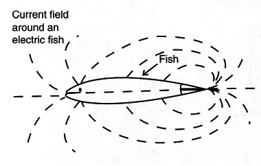 Figure 3 – Electric field produced by a black ghost
Figure 3 – Electric field produced by a black ghost