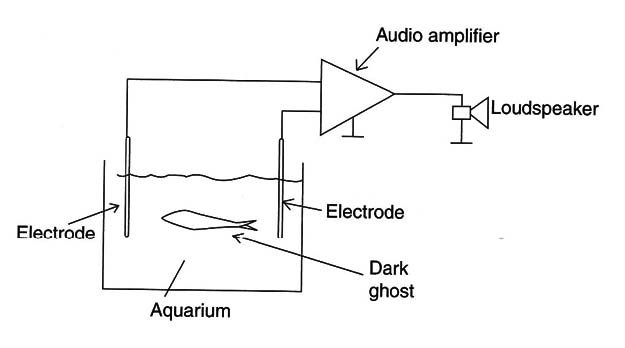 Figure 5 – Configuration to pick up signals from the fish
Figure 5 – Configuration to pick up signals from the fish