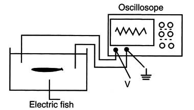 Figure 1 – Observing the signals in an oscilloscope
Figure 1 – Observing the signals in an oscilloscope