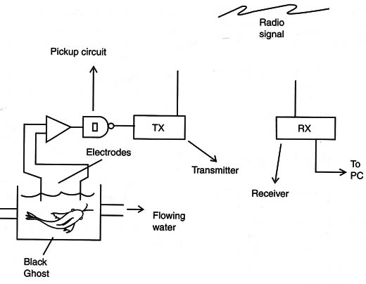 Figure 14 – Using the fish to monitor the pH of th water
Figure 14 – Using the fish to monitor the pH of th water