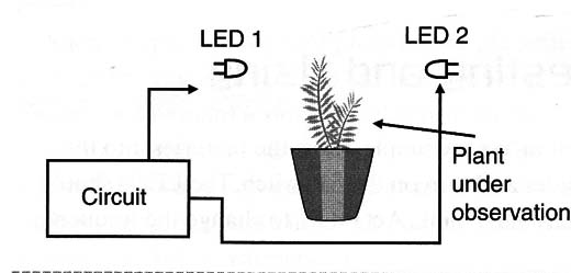 Figure 4 – Experimenting with plants
Figure 4 – Experimenting with plants
